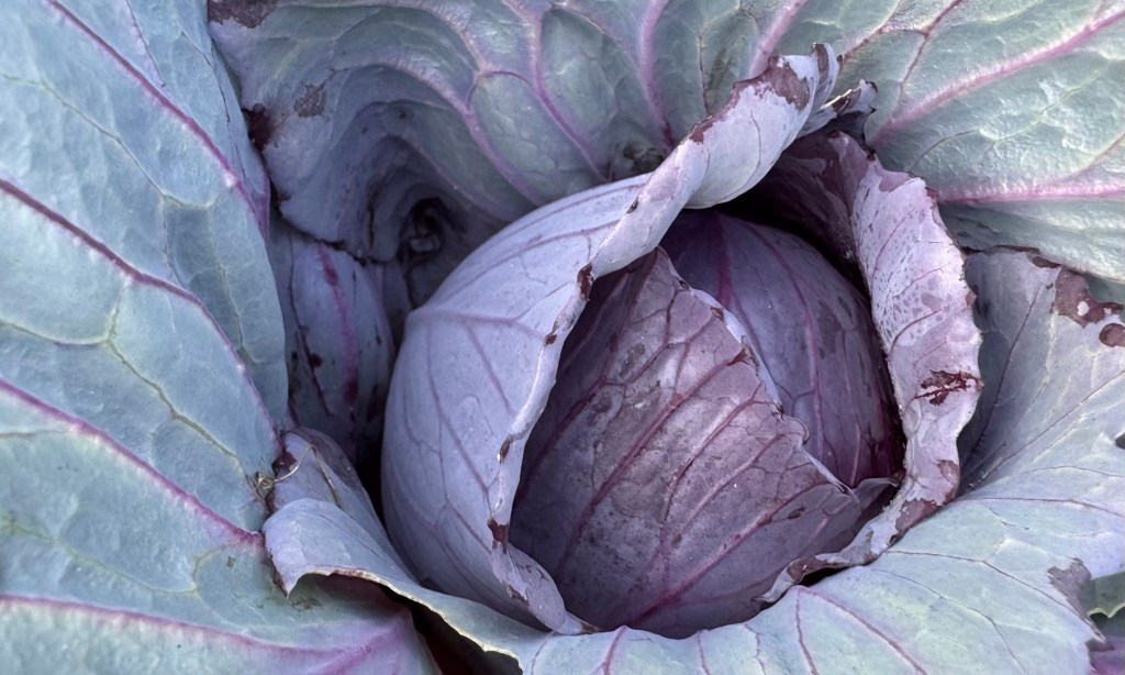 Mammoth Red Cabbage