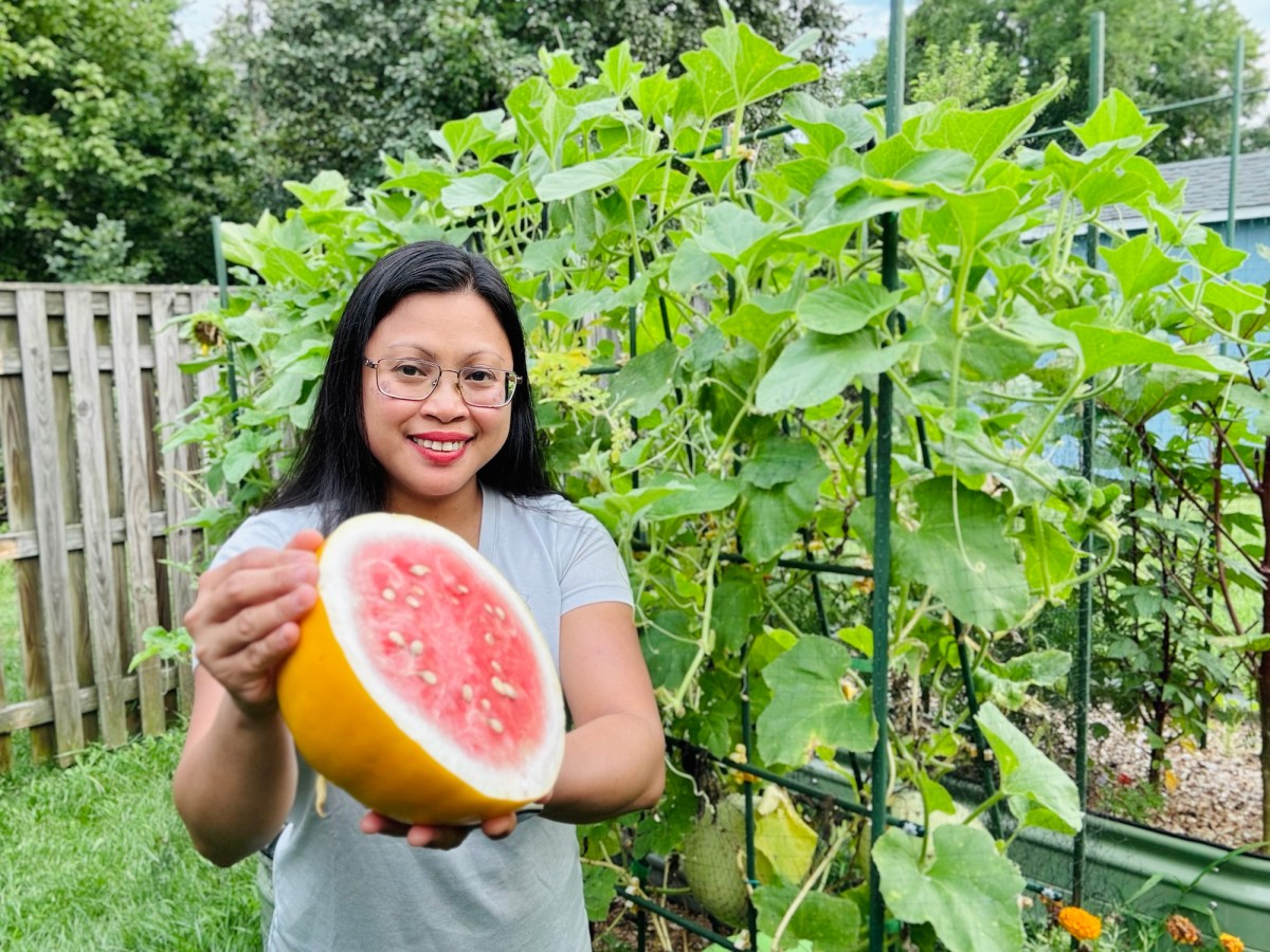 How I Grew Sweet Watermelons in a Tiny Garden—And How You Can&nbsp;Too!
