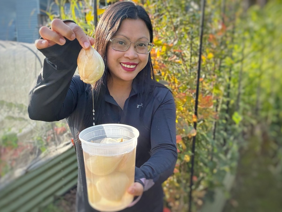 Can You Grow Elephant Garlic from Grocery Store Bulbs? Here’s What I Learned This&nbsp;Year