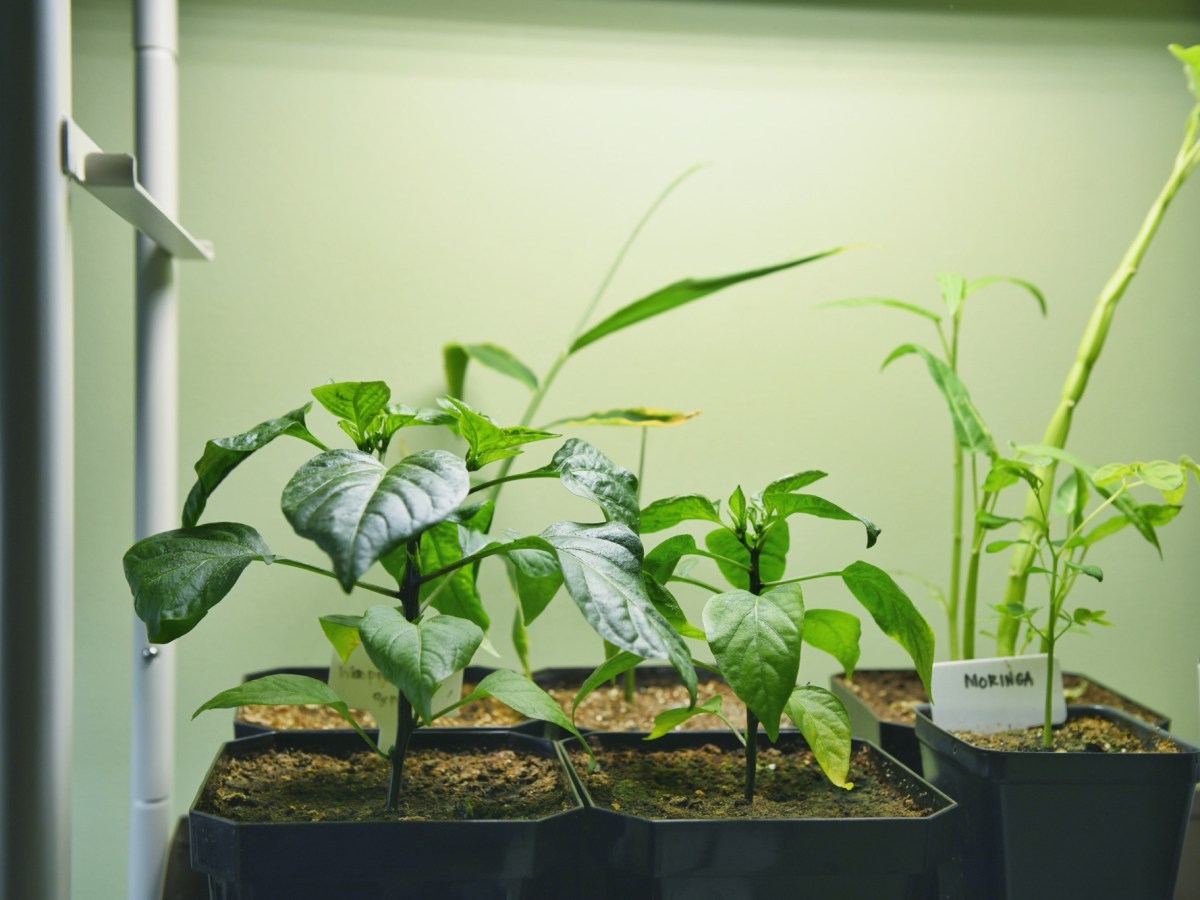 When to Plant Tomatoes, Peppers & Warm Crops in Zone 7 (Beginner&nbsp;Guide)