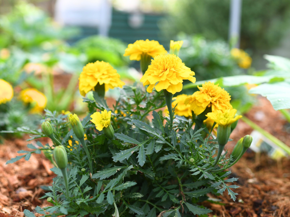 How to Prevent Garden Pests Before They Take Over (Spring&nbsp;Edition)
