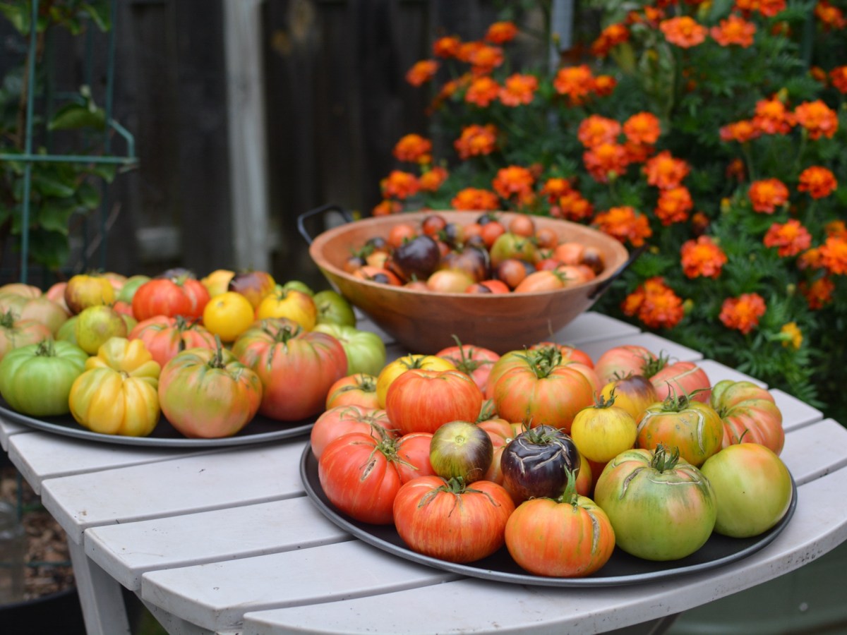 When to Harvest Tomatoes: How to Know They’re Ready to&nbsp;Pick