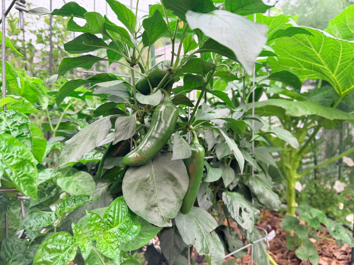 How to Keep Pepper Plants Productive All&nbsp;Summer