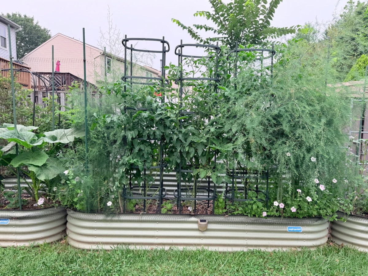 Supporting Tomato Plants: Why It Matters and the Best Methods to Keep Them&nbsp;Healthy