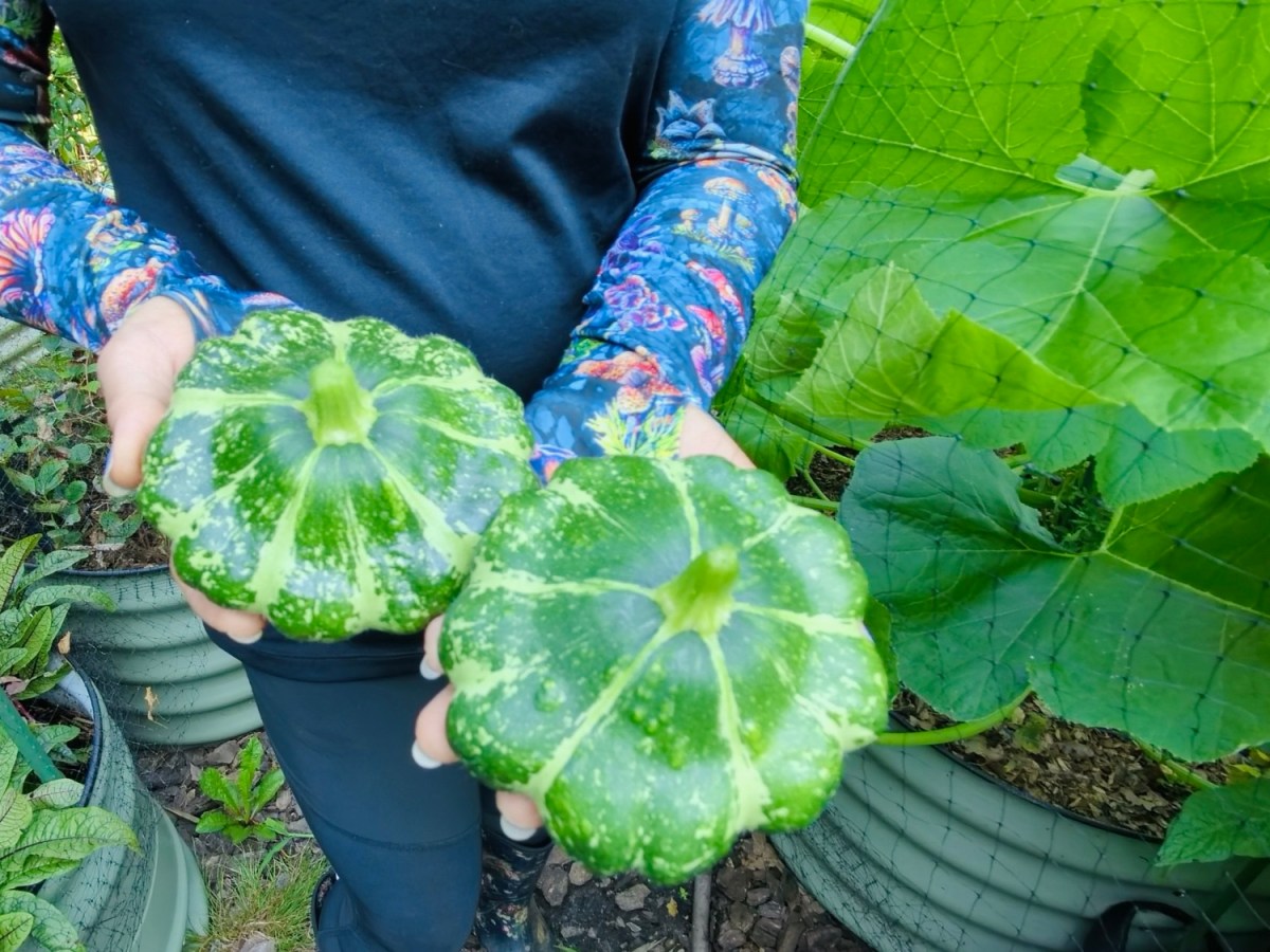Growing Summer Squash: A Complete Guide to Big Harvests in Small&nbsp;Spaces