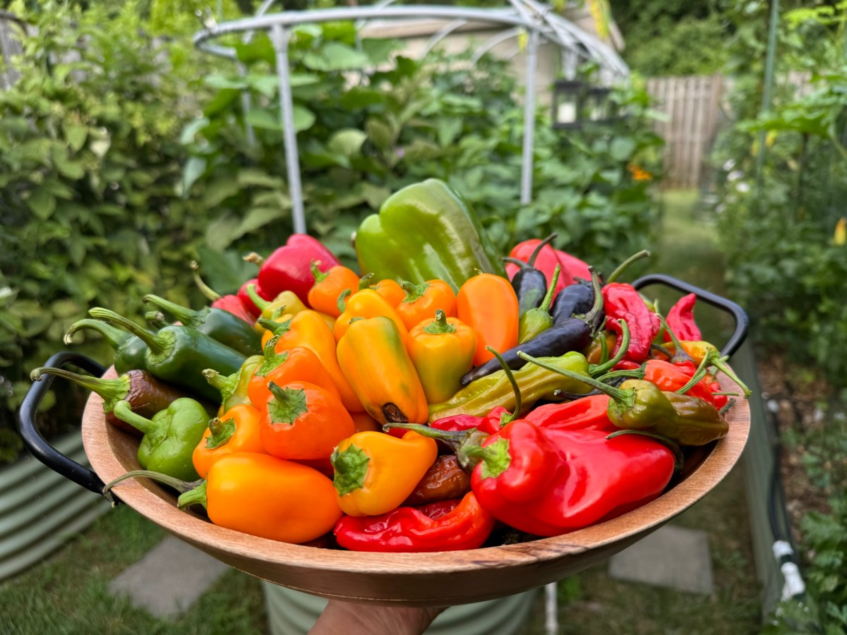 Growing Peppers: A Complete Beginner’s Guide to Bigger, Healthier&nbsp;Harvests