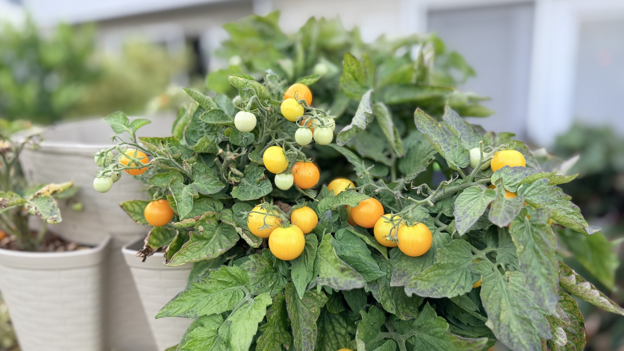 What to Do in Your Garden in September: Zone 7 Guide